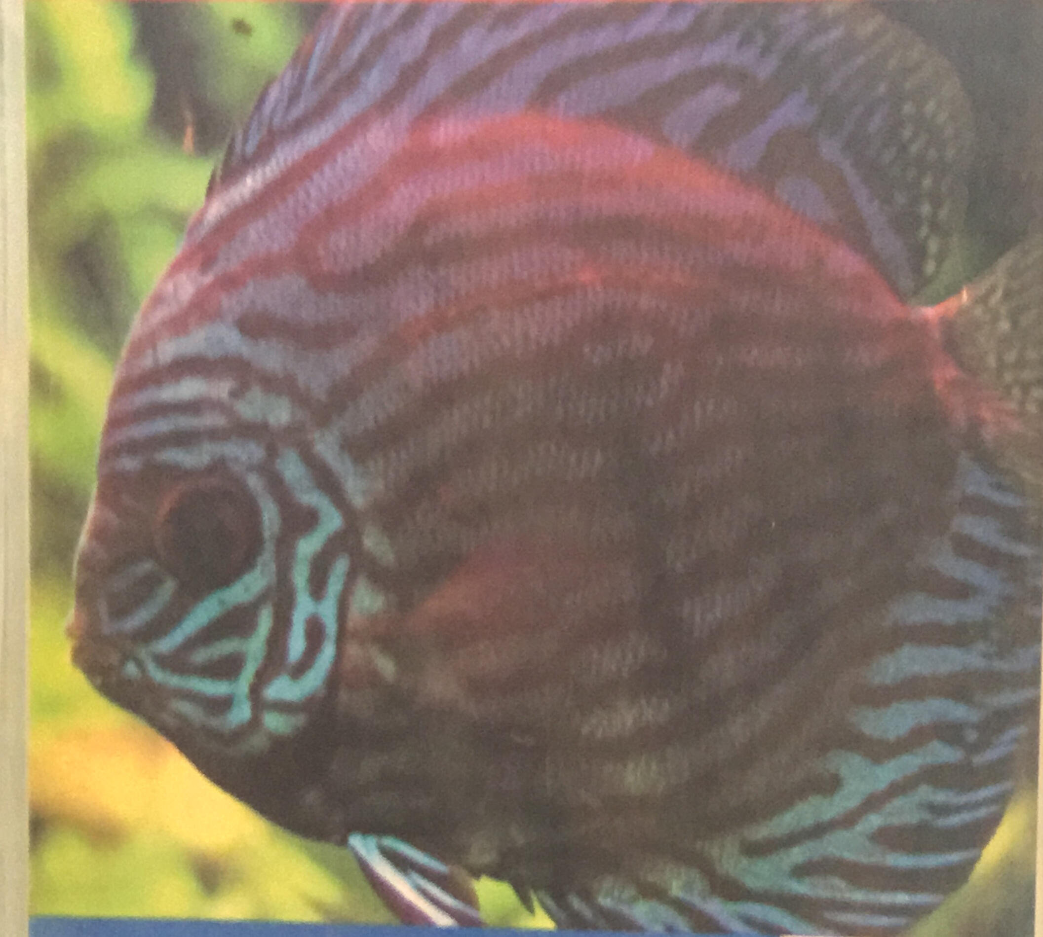 DISCUS